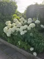 Witte bollen